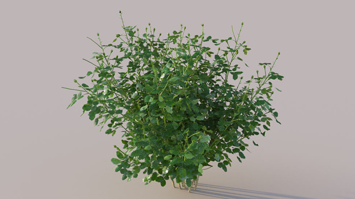 渲染模型_灌木161