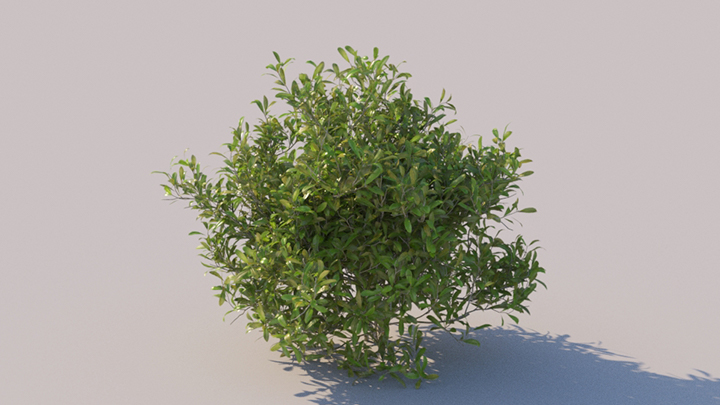 渲染模型_灌木166