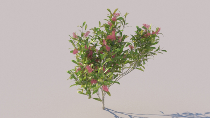 渲染模型_灌木169