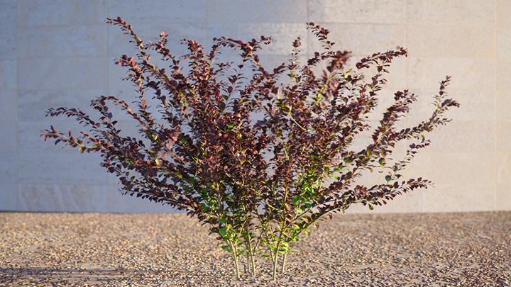 渲染模型_灌木180