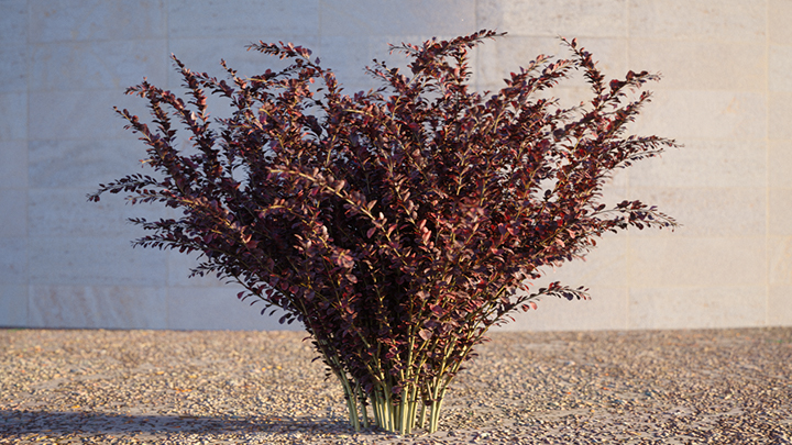 渲染模型_灌木182