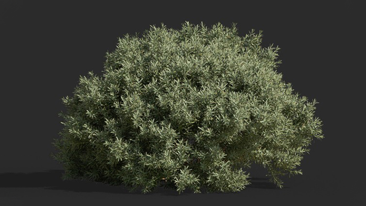 渲染模型_灌木204