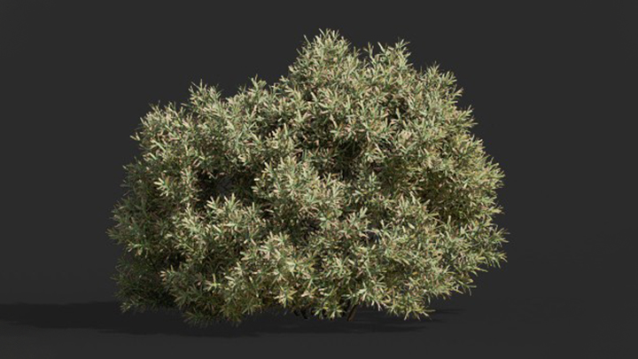 渲染模型_灌木205