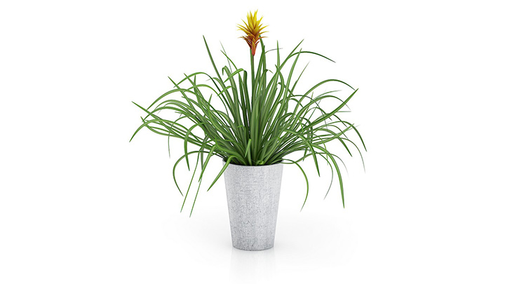 渲染模型_盆栽650