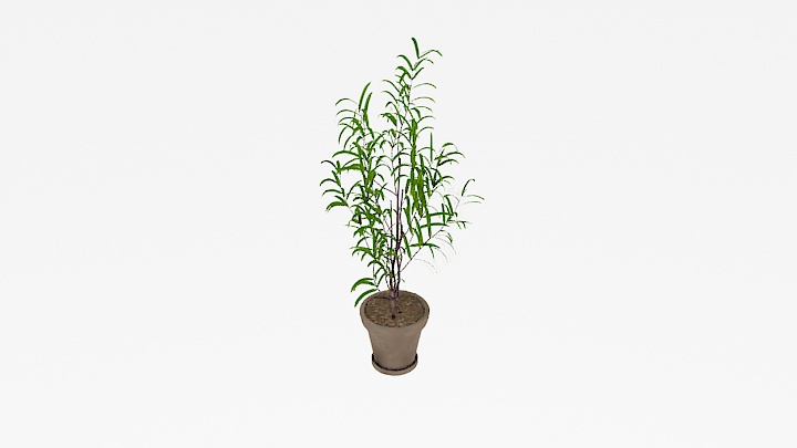 渲染模型_盆栽677