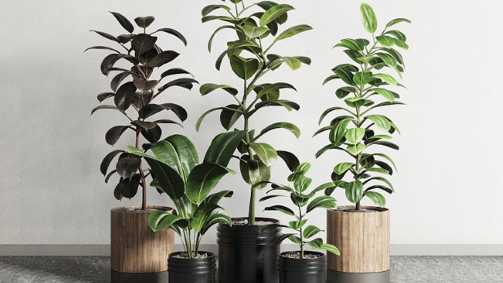 渲染模型_盆栽植物041