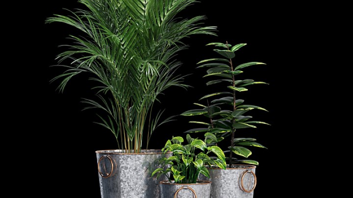 渲染模型_盆栽植物043