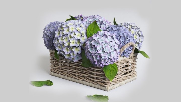 渲染模型_绣球花001