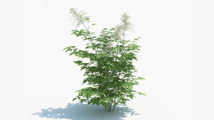 渲染模型_绿植122