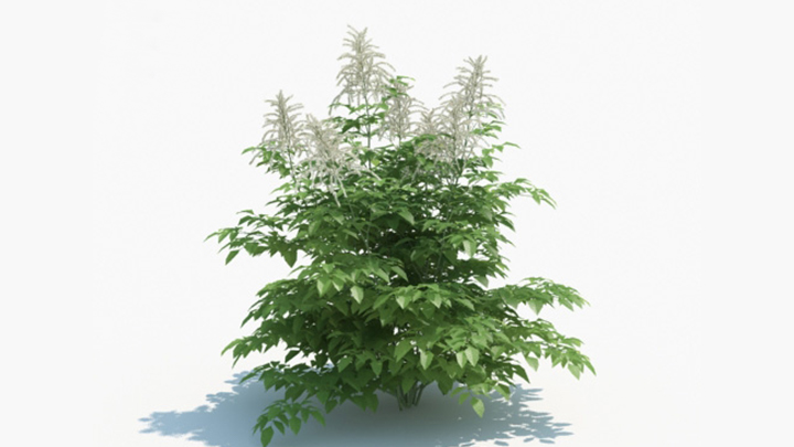 渲染模型_绿植125