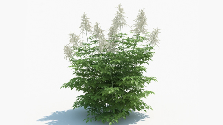 渲染模型_绿植131