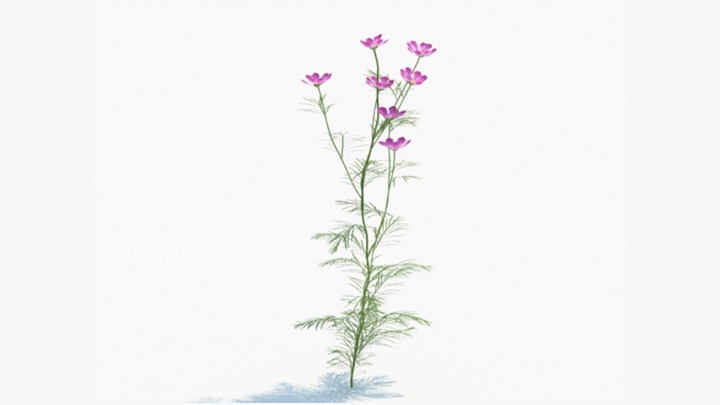 渲染模型_绿植142