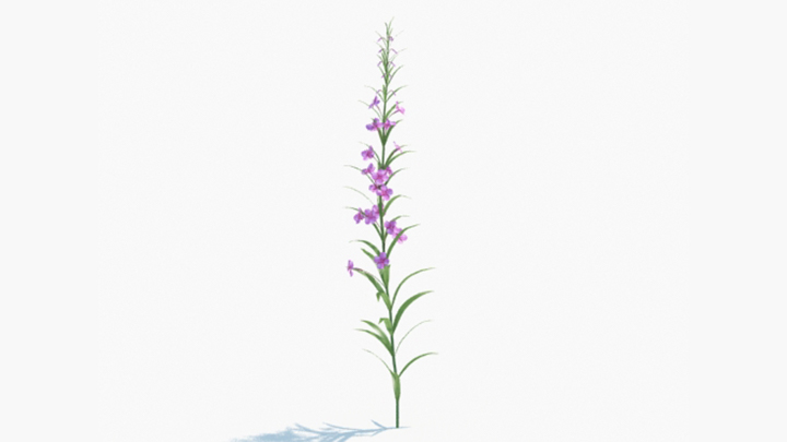 渲染模型_绿植157