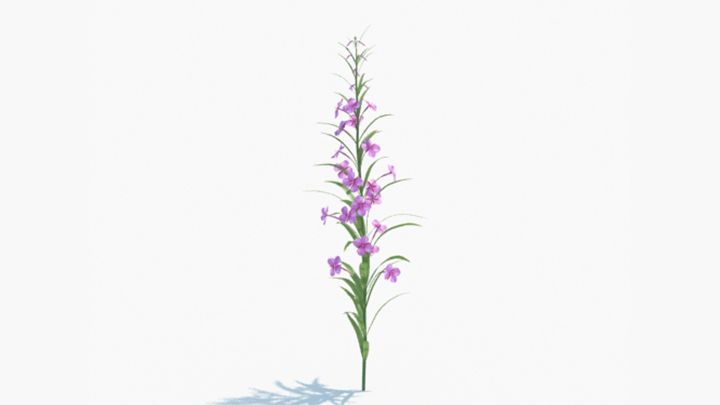 渲染模型_绿植158