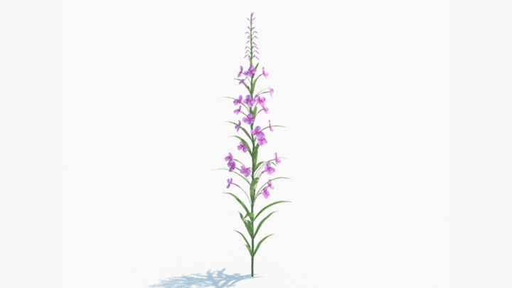 渲染模型_绿植160