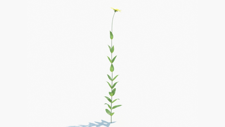 渲染模型_绿植177