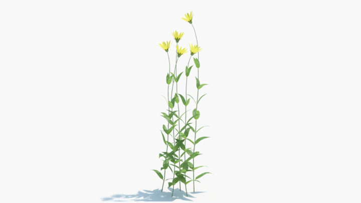 渲染模型_绿植179