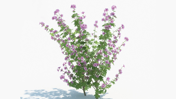 渲染模型_绿植194