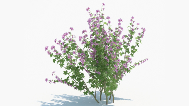 渲染模型_绿植195