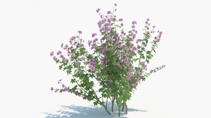 渲染模型_绿植196