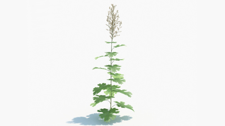 渲染模型_绿植197