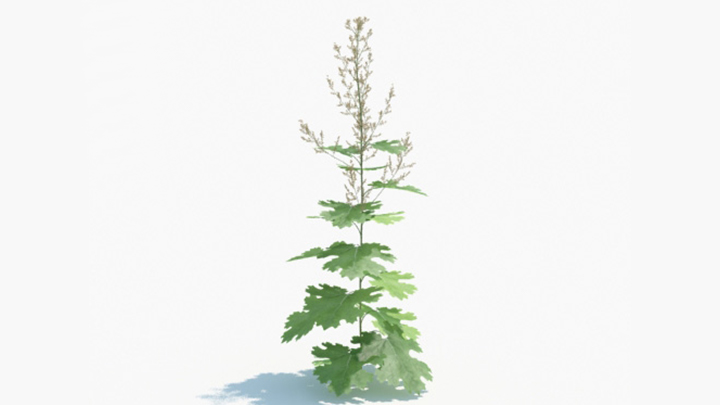 渲染模型_绿植200