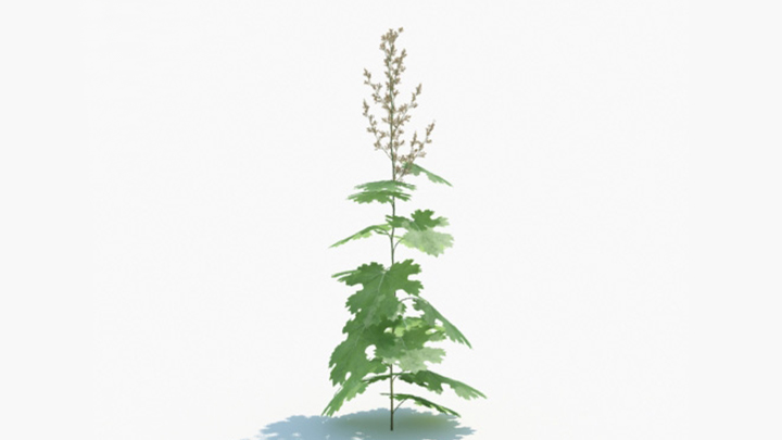 渲染模型_绿植206
