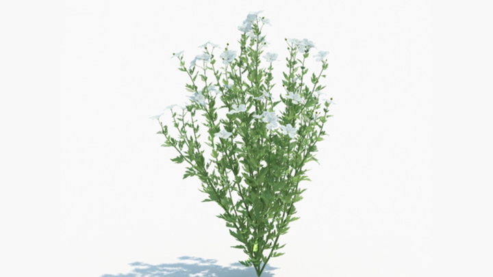 渲染模型_绿植218