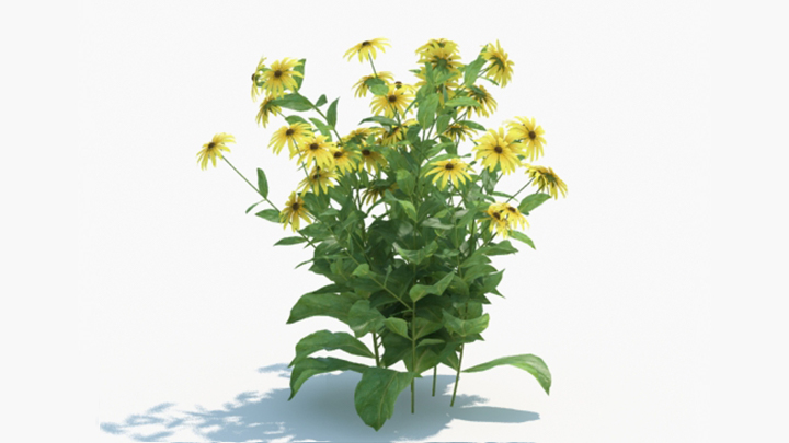 渲染模型_绿植226