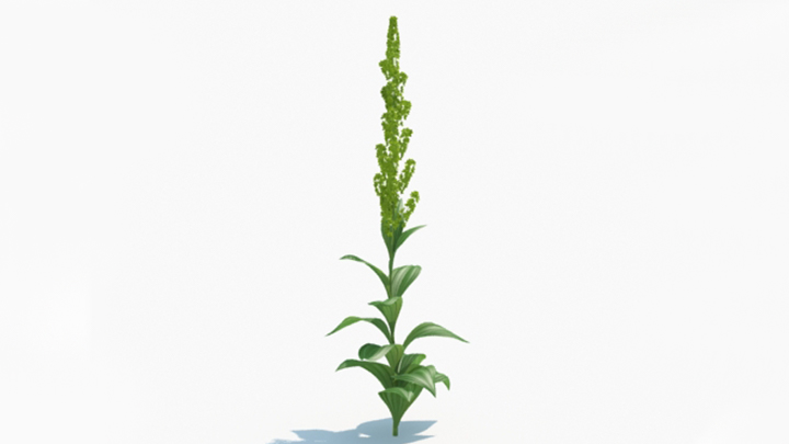 渲染模型_绿植230