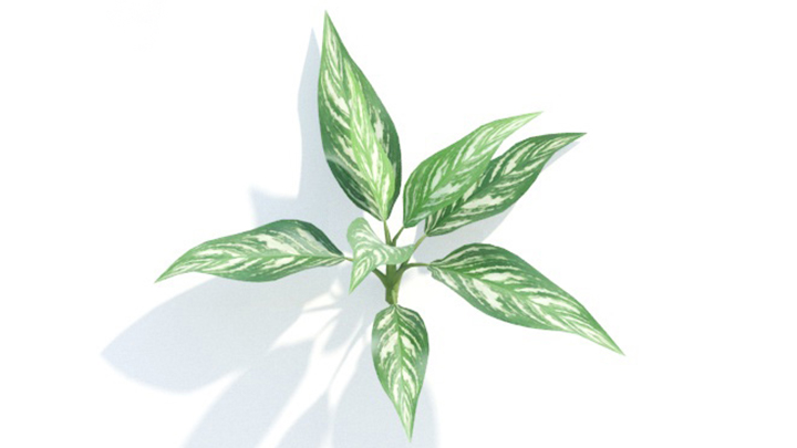 渲染模型_绿植235