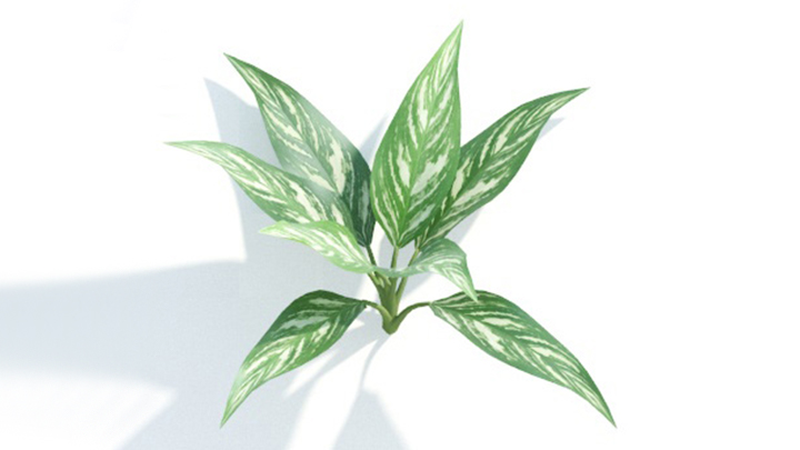 渲染模型_绿植236