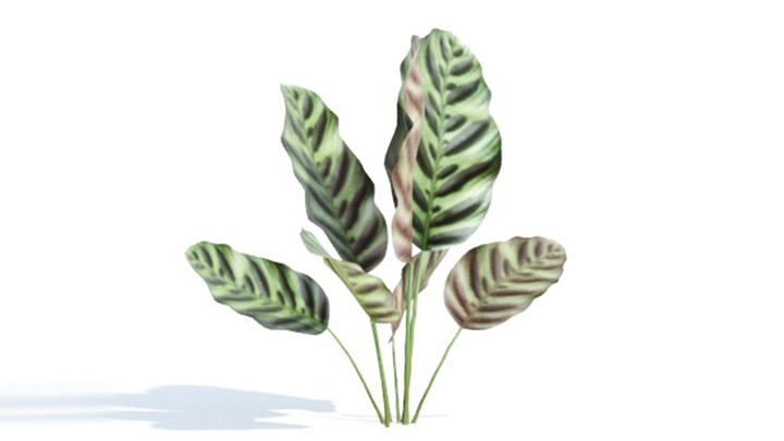 渲染模型_绿植245