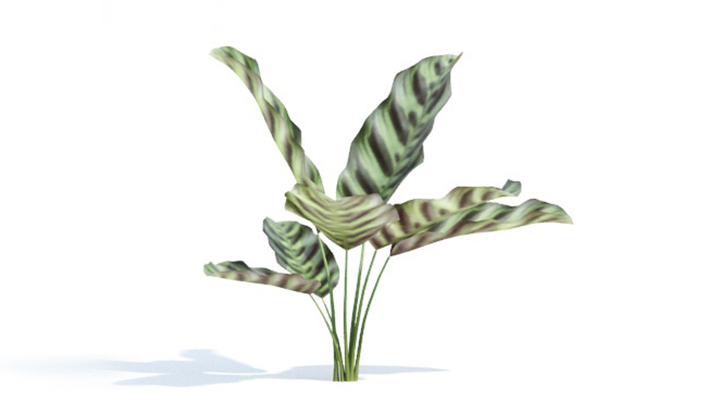 渲染模型_绿植246