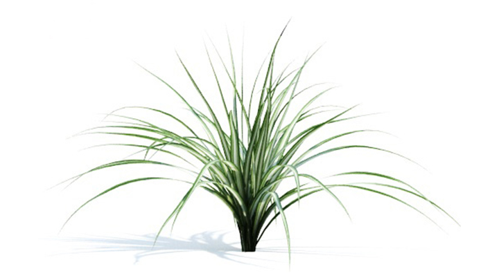 渲染模型_绿植264