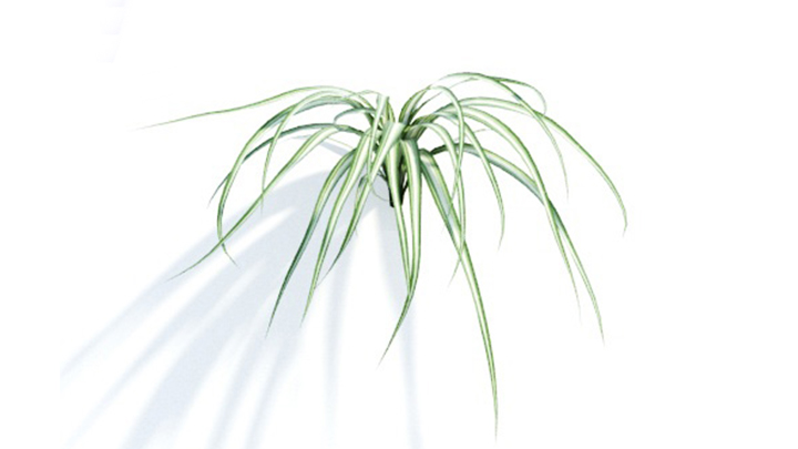 渲染模型_绿植265