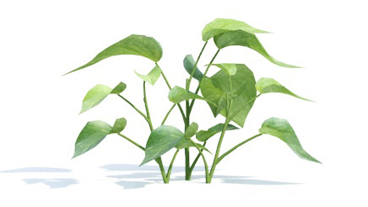 渲染模型_绿植274