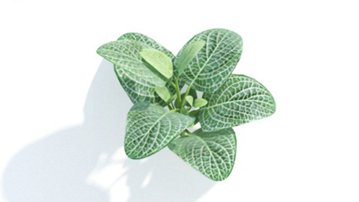 渲染模型_绿植289