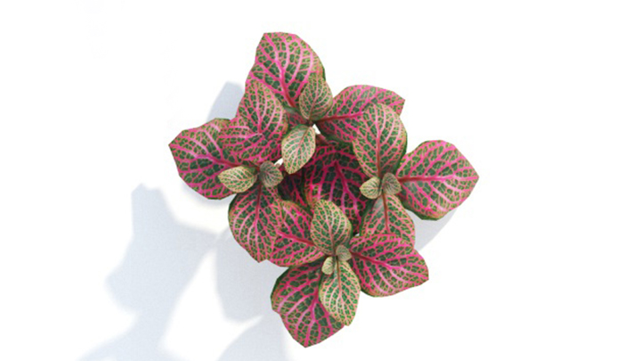 渲染模型_绿植295