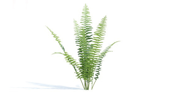 渲染模型_绿植305