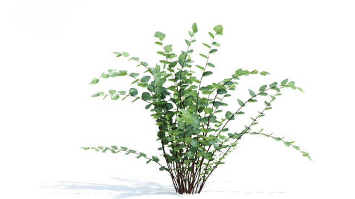 渲染模型_绿植311