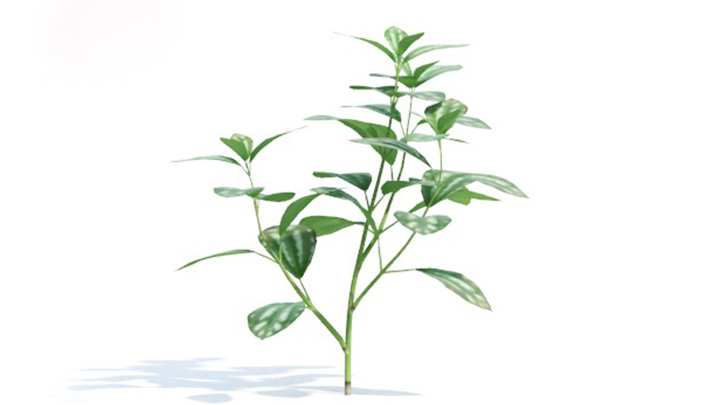 渲染模型_绿植316