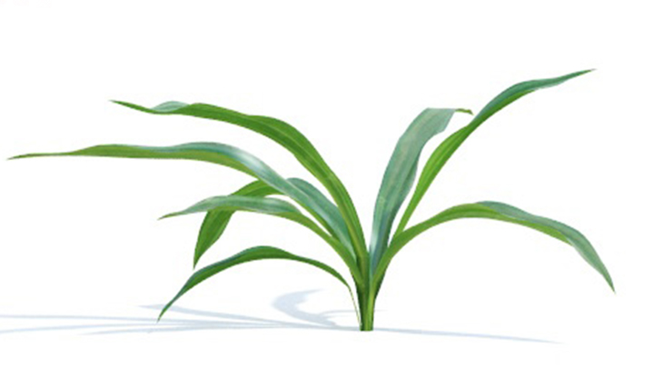 渲染模型_绿植323