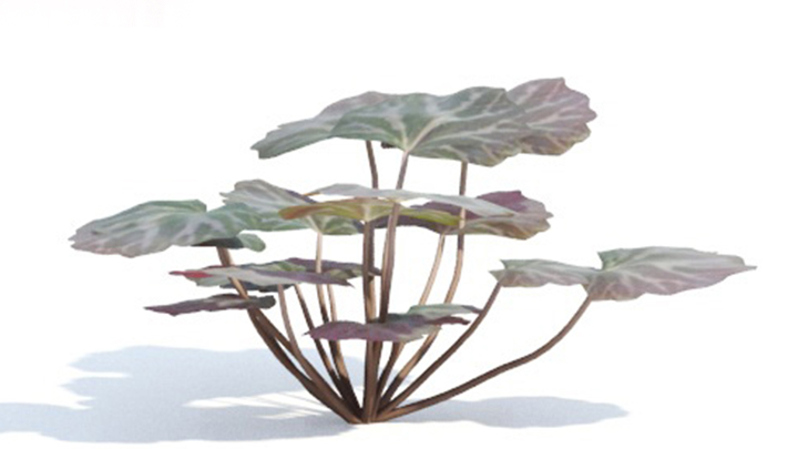 渲染模型_绿植330