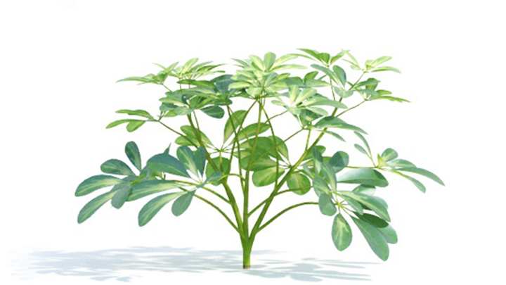 渲染模型_绿植334