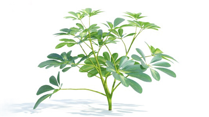 渲染模型_绿植335