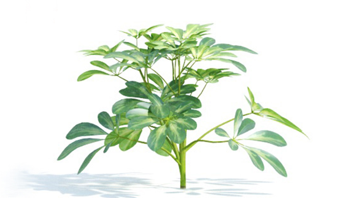 渲染模型_绿植336