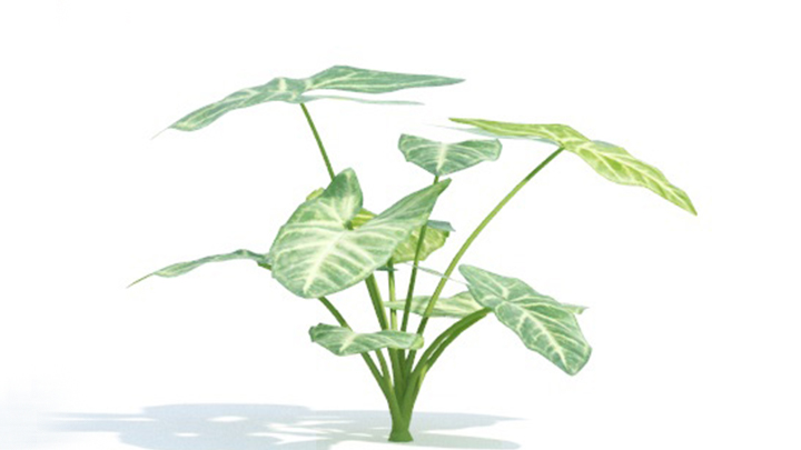 渲染模型_绿植348