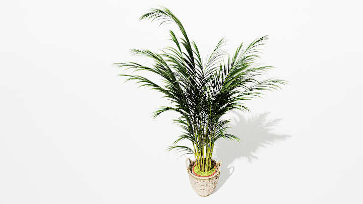 渲染模型_绿植盆栽507