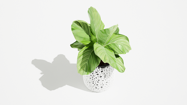 渲染模型_绿植盆栽580